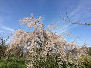 大山祇神社の桜